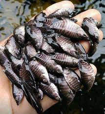 Benih Ikan Gurami 1 - 2 cm